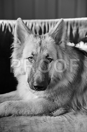 bruntdogs24069