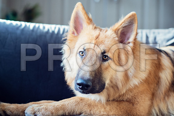 bruntdogs24059