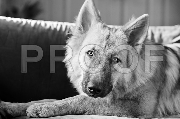 bruntdogs24058