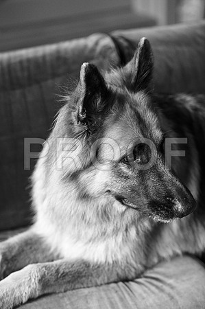 bruntdogs24030