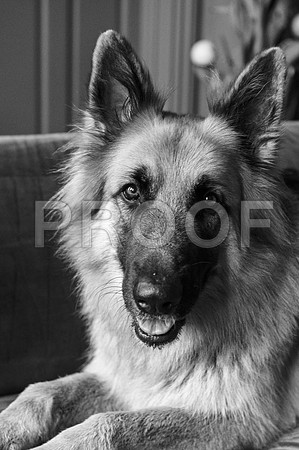 bruntdogs24003
