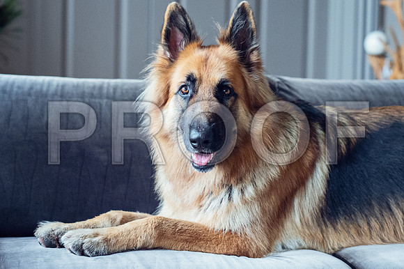 bruntdogs24035