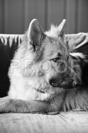 bruntdogs24054