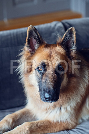 bruntdogs24025