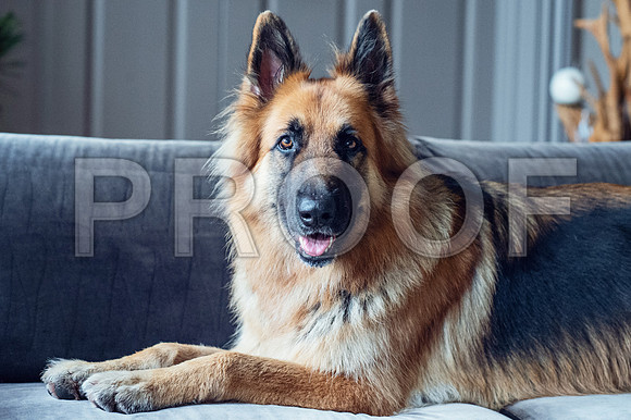 bruntdogs24033
