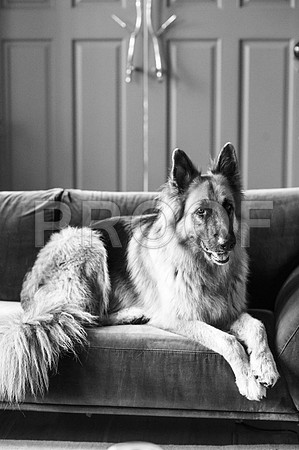 bruntdogs24046