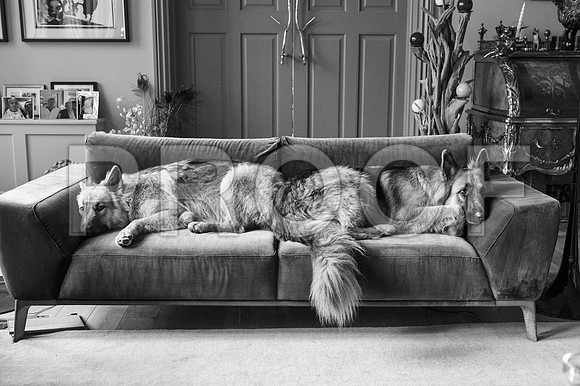 bruntdogs24005