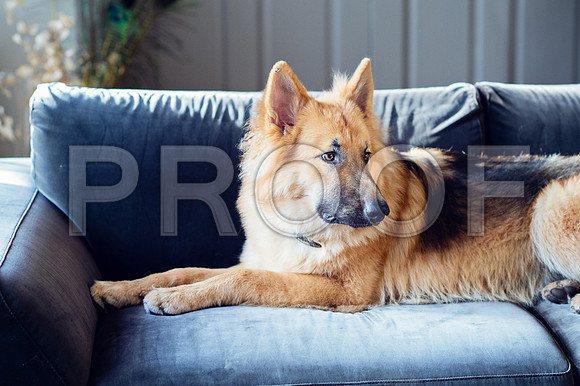 bruntdogs24049