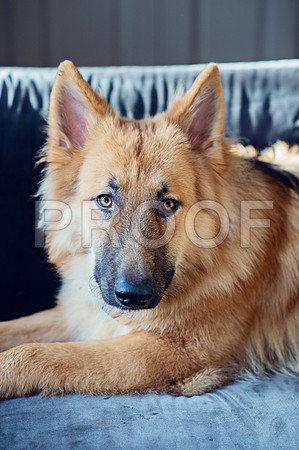 bruntdogs24068
