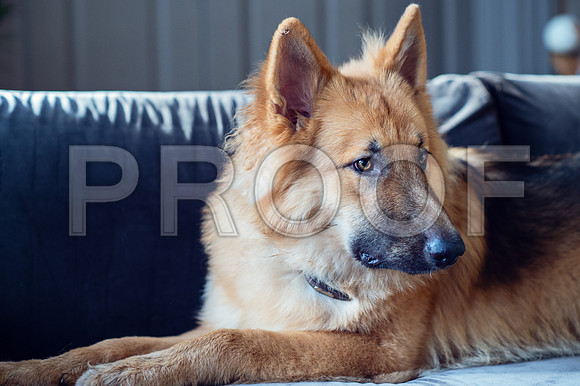 bruntdogs24051
