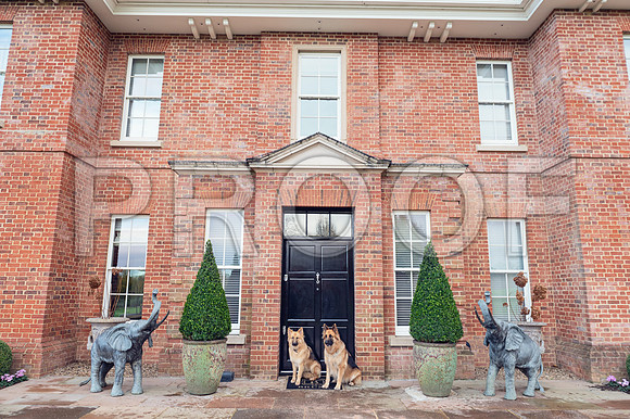 bruntdogs24014