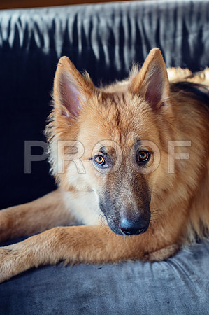 bruntdogs24062