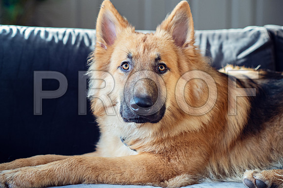 bruntdogs24066