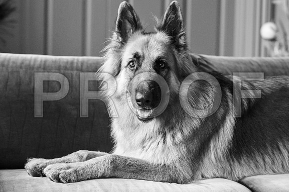 bruntdogs24036