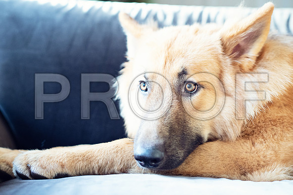 bruntdogs24078