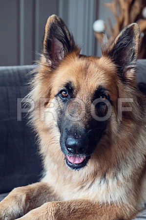 bruntdogs24004