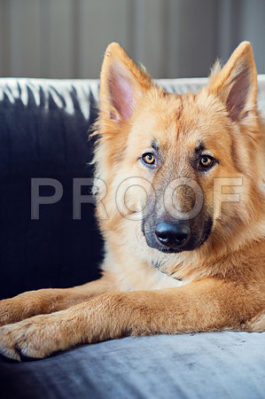 bruntdogs24074