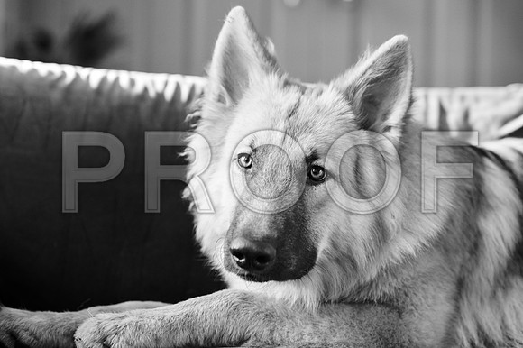 bruntdogs24060