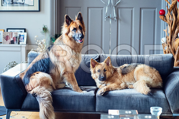 bruntdogs24047