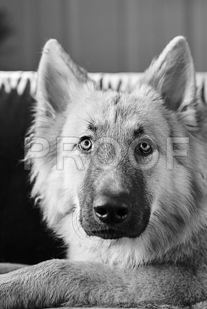 bruntdogs24065