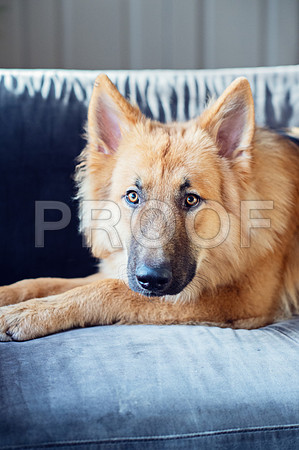 bruntdogs24055